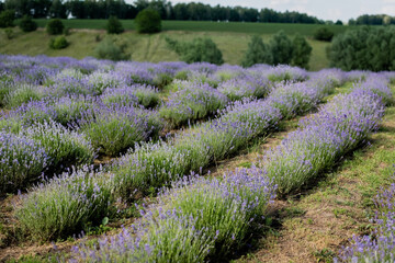Naklejka premium A beautiful lavender field stretches under a clear summer sky, radiating tranquility