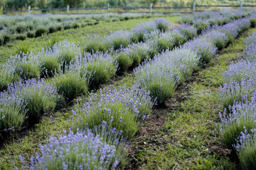 Naklejka premium A stunning view of expansive lavender fields in full bloom, basking under a clear sky