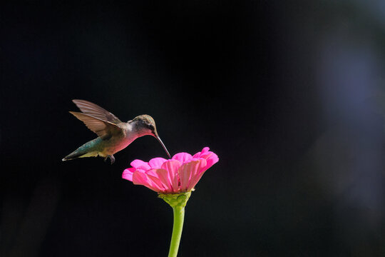 Red throated hummingbird hovering around wildflowers in garden. 