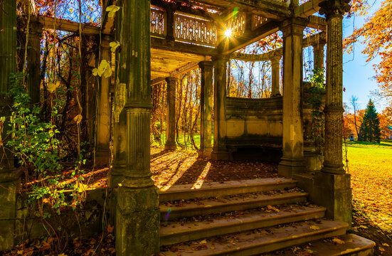 Sunlight streams through autumn leaves, casting warm golden rays