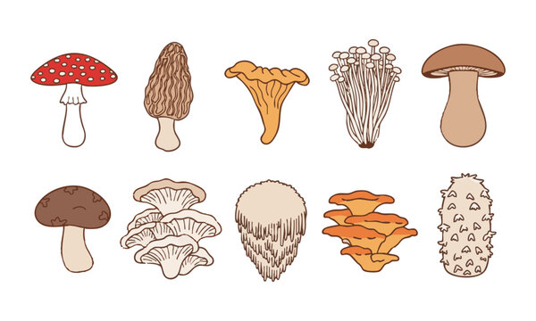 Colorful Wild Mushroom Botanical Illustration Collection.