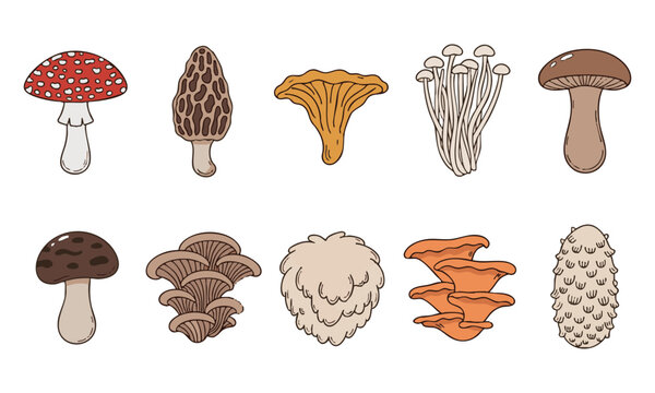 Popular Mushroom Species Flat Botanical Illustration Set.
