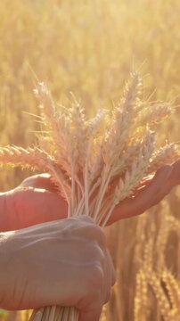 Female hands holding bundle of ripe wheat ears in golden field at sunset. Abundant grain symbolizes rich harvest, agricultural prosperity and fertility of farmland.