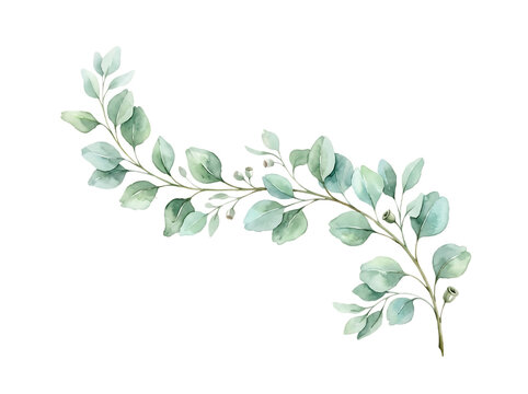 Watercolor eucalyptus branch isolated on white background for wedding invitation design