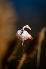 Oiseaux sauvages de différentes espèces dans leur environnement naturel © PRODUCTION 120