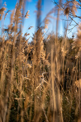 Oiseaux sauvages de différentes espèces dans leur environnement naturel © PRODUCTION 120