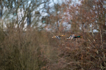 Oiseaux sauvages de différentes espèces dans leur environnement naturel © PRODUCTION 120