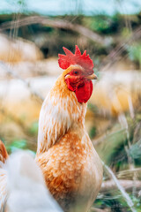 Oiseaux sauvages de différentes espèces dans leur environnement naturel © PRODUCTION 120