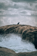 Oiseaux sauvages de différentes espèces dans leur environnement naturel © PRODUCTION 120