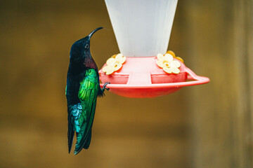 Oiseaux sauvages de différentes espèces dans leur environnement naturel © PRODUCTION 120