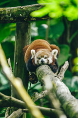 Naklejka premium Lémurien sauvage dans son environnement naturel à Madagascar