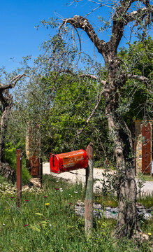 roter amerikanische Briefkasten vor altem Olivenbaum (Olea europaae) mit knorrigem, dunklen Hauptstamm in einem von gr&uuml;nem Gras bewachsenen Olivenhain, Toskana, Italien