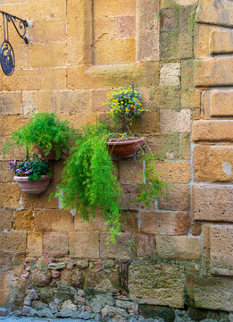 Pflanzen und Blumen an den Hausw&auml;nden und in den engen Gassen der sch&ouml;nen Stadt Pienza inmitten der Toskana, Provinz Siena, Italien