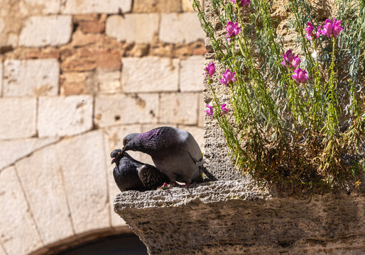 Tauben sitzen auf einem Dachfirns, Pienza, Toskana, Italien