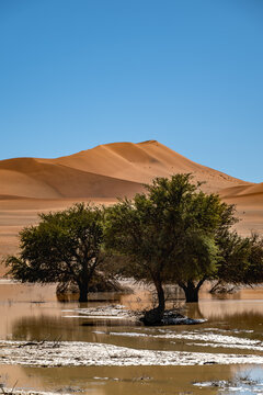 Ephemeral Oasis at Sossusvlei