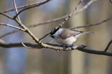 Marsh tit (Poecile palustris) © Hana