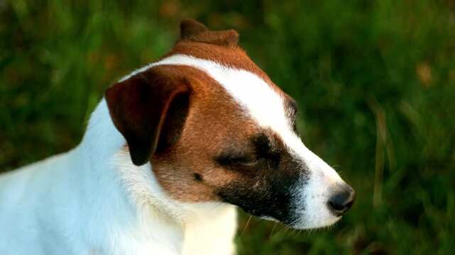 Close-up profile of a Jack Russell Terrier dog sitting on green grass outdoors.Concept of pet health, veterinary care, active breed characteristics, and outdoor animal lifestyle
