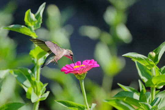 Red throated hummingbird hovering around wildflowers in garden. 