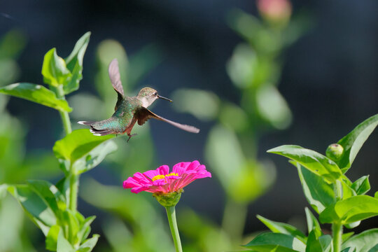Red throated hummingbird hovering around wildflowers in garden. 