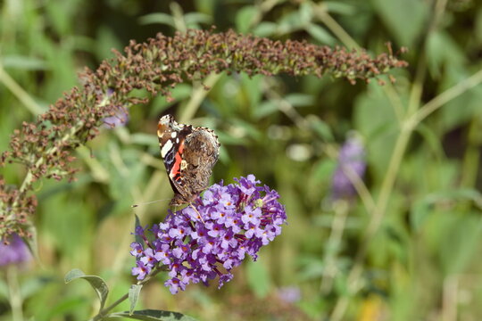 Rusałka admirał (Vanessa atalanta)