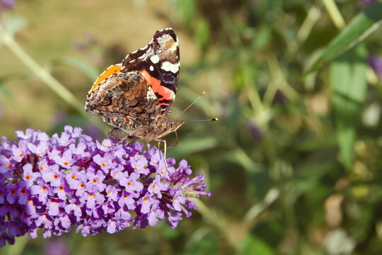 Rusałka admirał (Vanessa atalanta)
