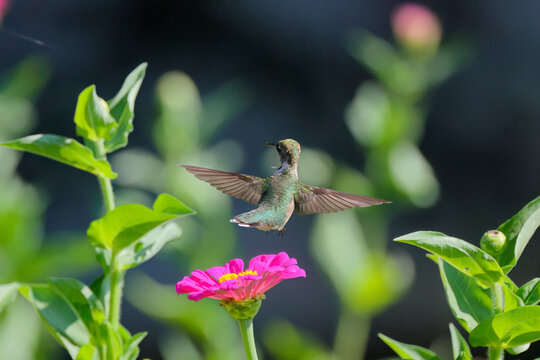Red throated hummingbird hovering around wildflowers in garden. 