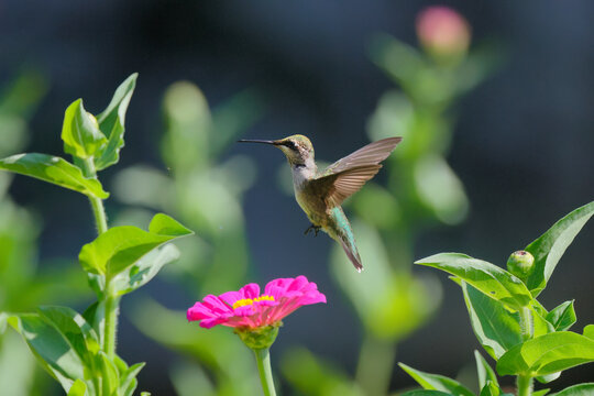 Red throated hummingbird hovering around wildflowers in garden. 