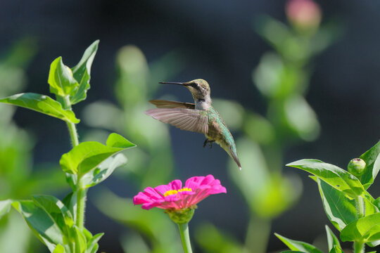 Red throated hummingbird hovering around wildflowers in garden. 
