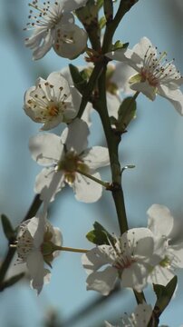 Blossom spring flowers bloom on a tree branch against a clear blue sky during a peaceful day in the garden