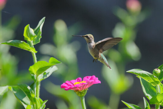 Red throated hummingbird hovering around wildflowers in garden. 