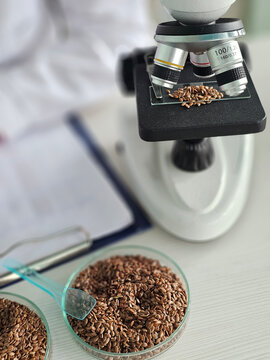 A scientist studying flax seeds under a microscope. Analysis of the nutritional value of flax seeds