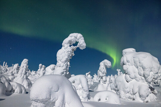 Green Aurora Over Snow-Laden Trees in Arctic Finland