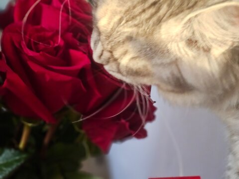 Cat smelling red roses in a home setting