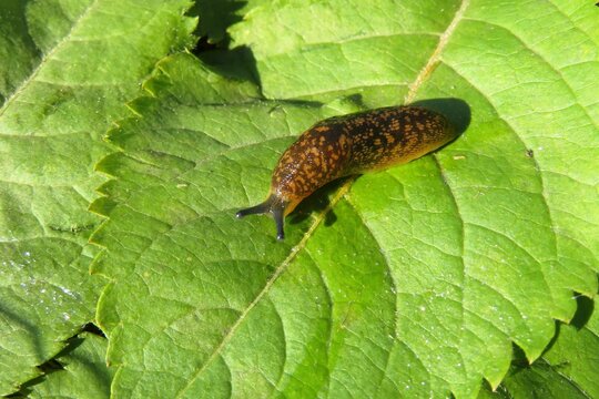 Slug on green leaves in the garden, closeup