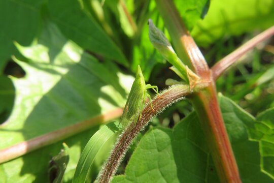 Green tiny insect on plant in the garden