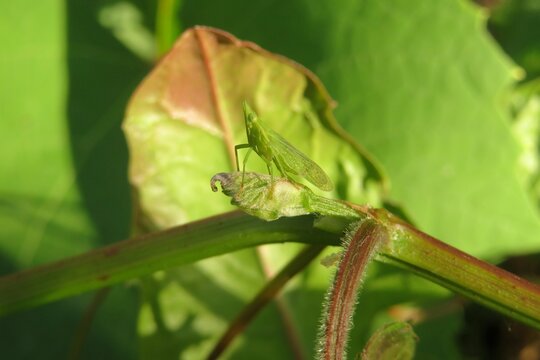 Green tiny insect on green plant background
