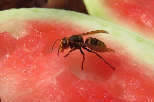 Hornet on watermelon pulp, closeup