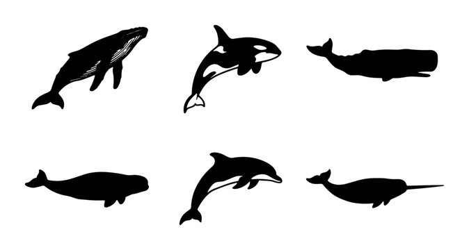 Black whale silhouettes set, 6 marine mammal vector icons, humpback and orca whale shapes, aquatic animal collection for nature design