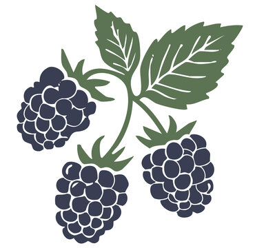 Mora. Grupo de moras silvestres maduras y oscuras con hojas verdes, ilustraci&oacute;n vectorial. Ilustraci&oacute;n de fruta estilo linograbado, fondo transparente PNG.