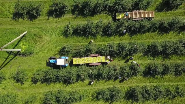 Lateral vertical view of orchard harvest work