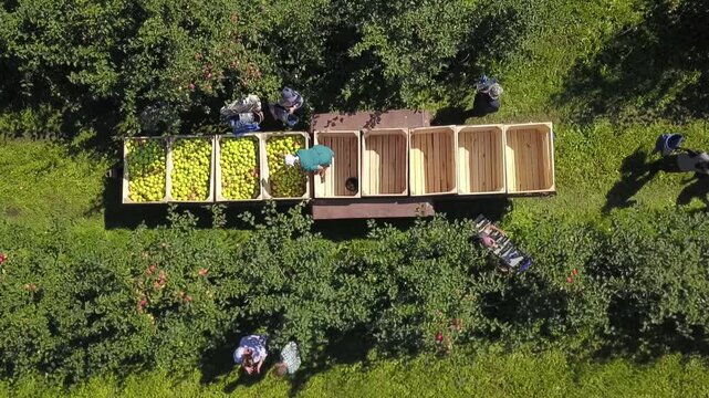 Smooth descent above apple sorting workers
