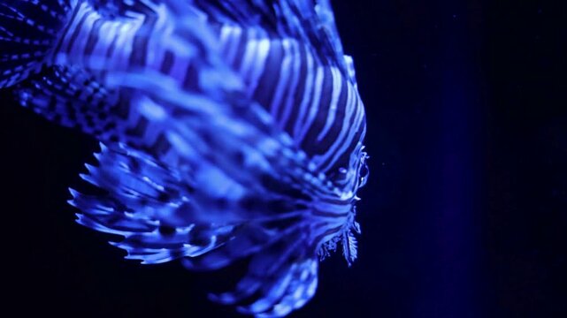 Exotic lionfish with striped patterns and long fins swimming gracefully in deep blue water against a dark background in an aquarium.