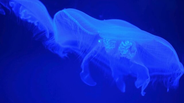 Bioluminescent blue moon jellyfish gracefully pulsing and swimming through dark ocean water in an aquarium setting.