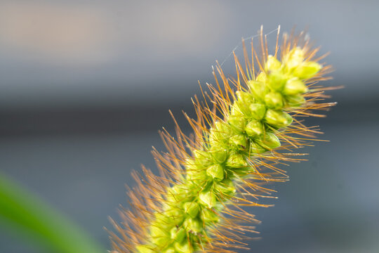 Green foxtail grass ear spike with yellow bristles macro close up