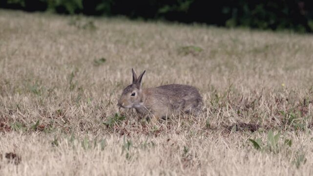 Cinematic 4K Slow Motion wild Rabbit eating grass
