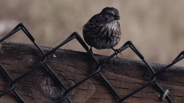 Cinematic 4K Slow Motion Bird Chirping on Fence Close Up
