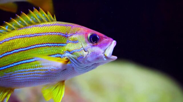 A vibrant Bluestripe Snapper fish swimming gracefully in dark water, showcasing its bright yellow body and electric blue stripes in a close-up shot.