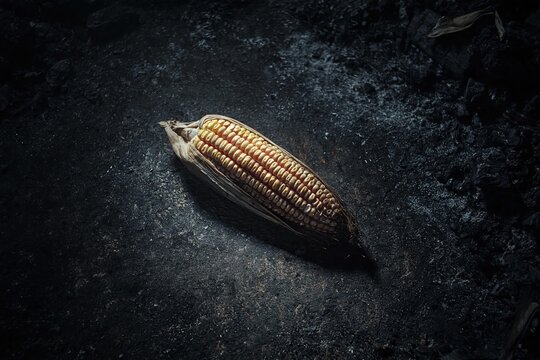 Raw corn cob resting on dark charred ground surface. Single agricultural crop harvest detail on rustic burnt coal texture