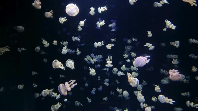 Large swarm of spotted jellyfish swimming gracefully in a dark aquarium tank.
