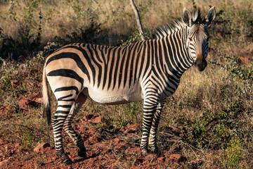Naklejka premium Zebra standing in dry savannah grass in Namibia